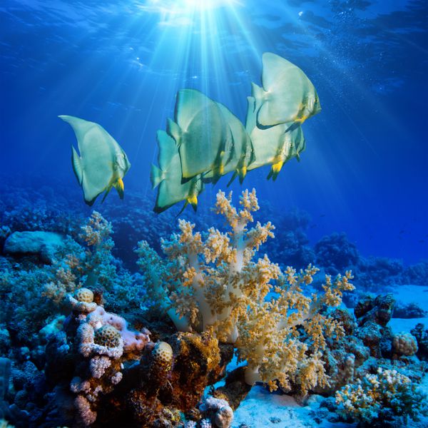 اقیانوس عمیق پر از زندگی صخره مرجانی زیر آب با ماهی و پرتوهای خورشید از طریق موج‌سواری در آب