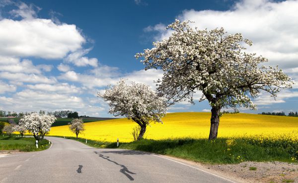 نمای بهاری جاده با کوچه درخت سیب و مزرعه کلزا