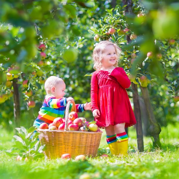 بچه های کوچک شاد دختر نوپا و پسر بچه بامزه برادر و خواهر با هم در یک باغ میوه زیبا در حال خوردن سیب در کنار یک سبد بزرگ در یک روز گرم پاییزی در فضای باز