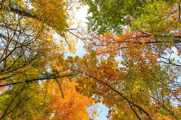 شاخ و برگ های پاییزی در جنگل در یک روز آفتابی روشن