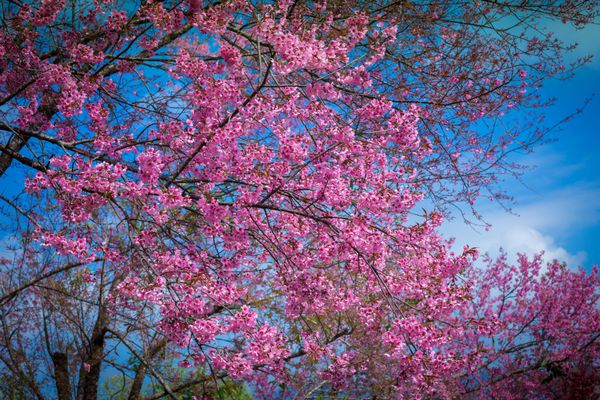 شکوفه های گیلاس در بهار