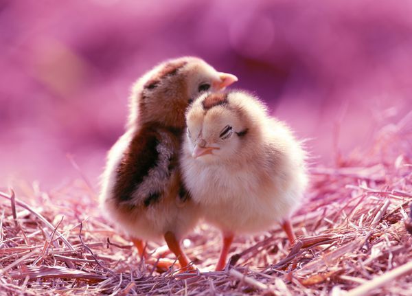 دو بچه مرغ در پس زمینه طبیعت زیبا