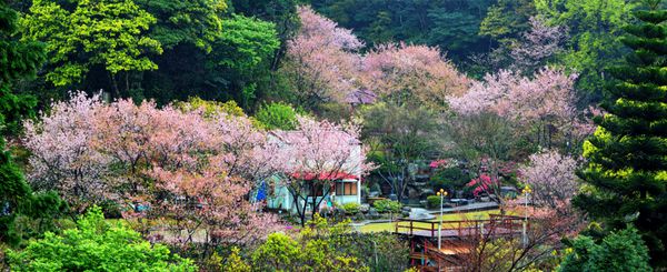 شکوفه های گیلاس تعداد زیادی از گردشگران را برای استفاده تبلیغاتی یا دیگران به خود جذب می کند