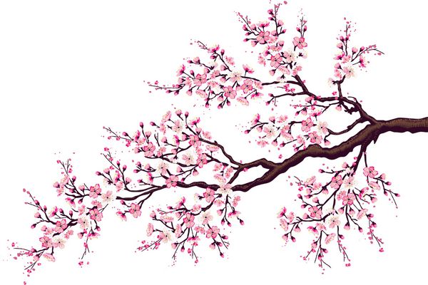 شاخه ای از درخت گیلاس شکوفه جدا شده در پس زمینه سفید