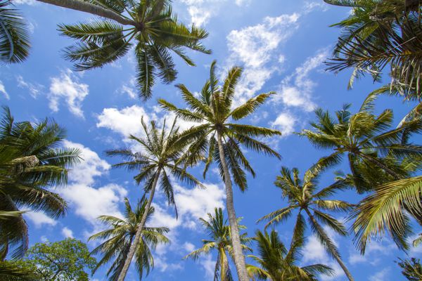 درختان نخل زیبا در جزیره گرمسیری