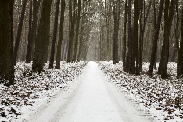 زمستان در جنگل یا جاده روستایی برفی