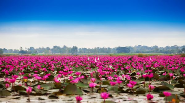 sea of red red marsh red lutus sea of red lutus Thailand