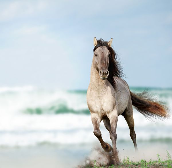 اسب نر وحشی که نزدیک آب می دود