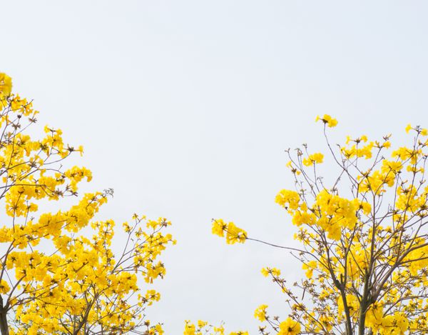 گل های زرد در فصل بهار در پس زمینه آسمان شکوفا می شوند