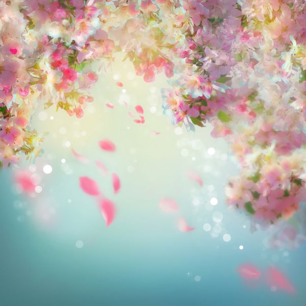پس زمینه عروسی شکوفه های گیلاس بهاری با گلبرگ های در حال سقوط