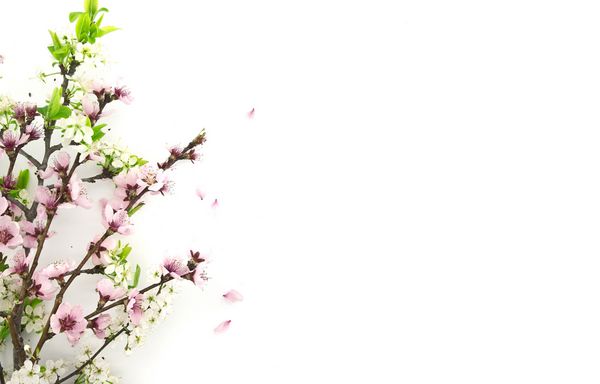 ساکورای شکوفا گل های بهاری در پس زمینه سفید با sp برای پیام تبریک مفهوم پس زمینه روز مادر و بهار