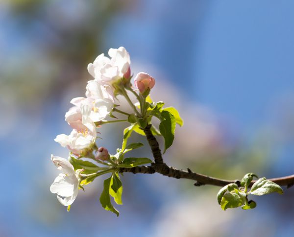 گل روی درخت در برابر آسمان آبی