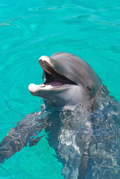 دلفین در حال خندیدن به جمعیت