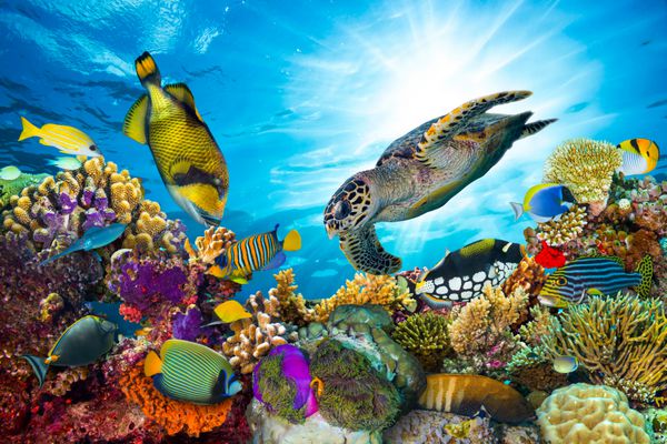 صخره مرجانی رنگارنگ با ماهی های زیادی و لاک پشت های دریایی