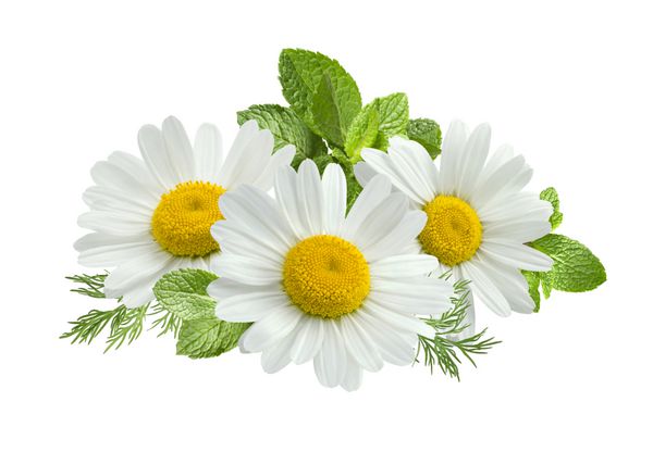 ترکیب برگ نعناع گل بابونه جدا شده در پس زمینه سفید به عنوان عنصر طراحی بسته