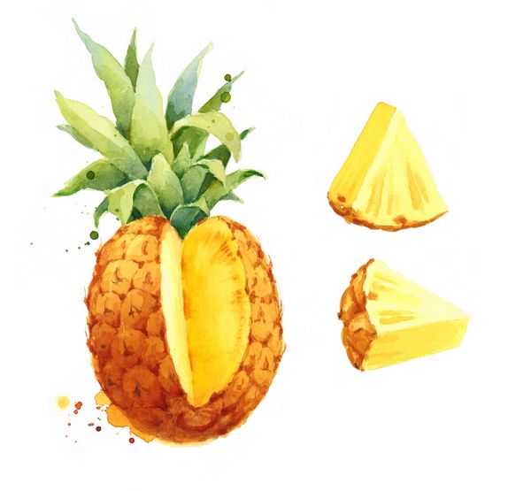 مجموعه تصویری غذای میوه‌ای با آبرنگ آناناس و گوه‌های جدا شده در پس‌زمینه سفید