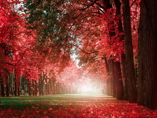 کوچه عاشقانه مرموز در پارکی با درختان رنگارنگ چشم انداز پاییزی پس زمینه طبیعی