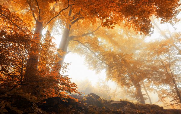 درختان راش در یک جنگل مه آلود دیدنی در پاییز با نور ملایم و رنگ‌های پر جنب و جوش گرم