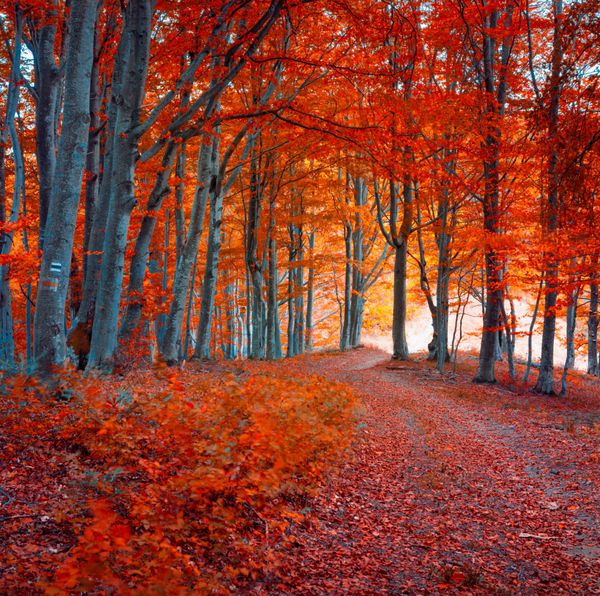 صبح رنگارنگ پاییزی در جنگل تاریک کوهستان تونینگ مادون قرمز