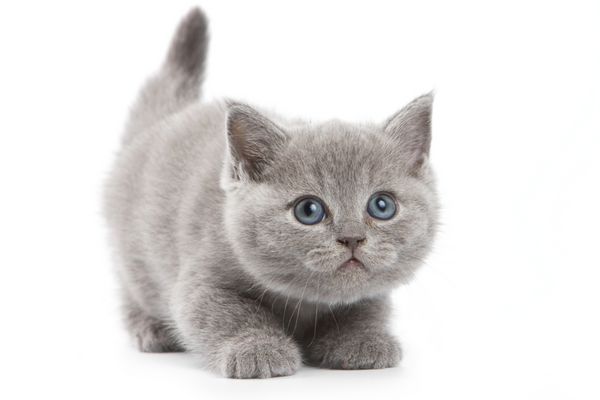 بچه گربه بریتانیایی در پس زمینه سفید