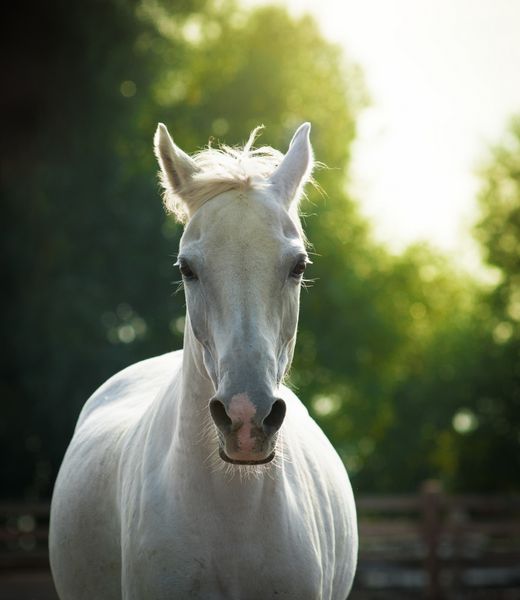 پرتره زیبای اسب سفید در تابستان