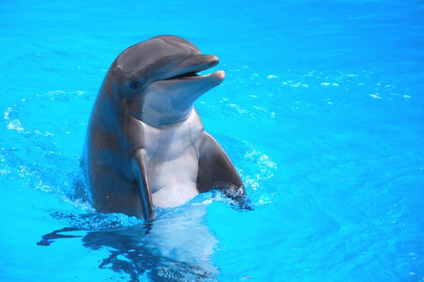 دلفین خندان در تنریف جزایر قناری اسپانیا