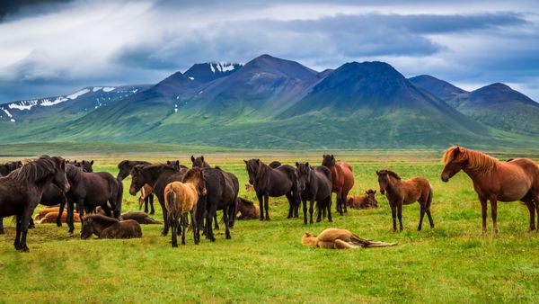 گله اسب در کوه های ایسلند