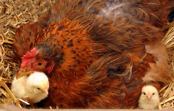 مرغ مادر و جوجه هایی که تازه از تخم خارج شده اند