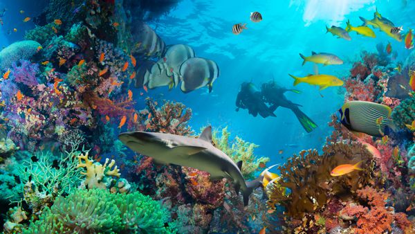 ماهی آنتیاس استوایی با مرجان های آتش خالص در صخره های دریای سرخ در زیر آب