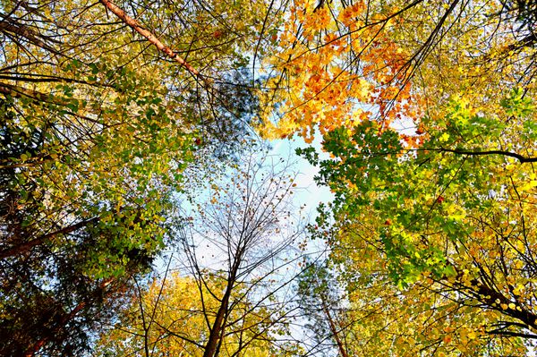 منظره پاییزی - بالای درختان جنگلی زرد رنگ در پس زمینه آسمان ابری خاکستری