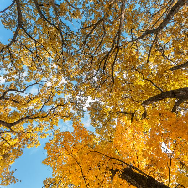 برگ های پاییزی با پس زمینه آسمان آبی شاخه های پاییزی در یک چوب