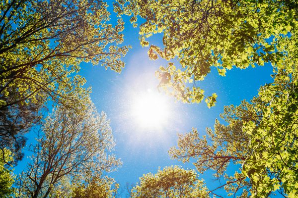 آفتاب بهار تابستان که از میان تاج درختان بلند می تابد نور خورشید در جنگل های برگریز طبیعت تابستانی روز آفتابی شاخه های بالایی درخت با شاخ و برگ سبز تازه دید با زاویه کم پس زمینه چوب