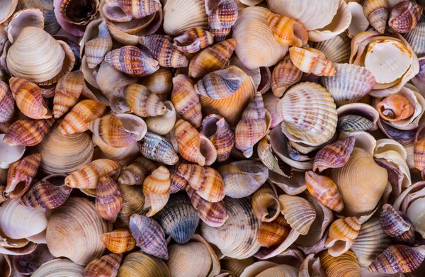 صدف های دریایی صدف های دریایی - انواع صدف های دریایی از ساحل - پانوراما - با پوسته گوش ماهی بزرگ
