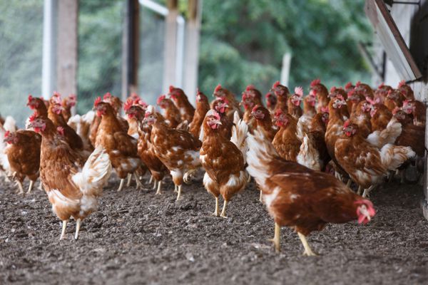 گروهی از مرغهای آزاد که آزادانه در خارج از مزرعه ارگانیک می چرند کشاورزی ارگانیک حقوق حیوانات
