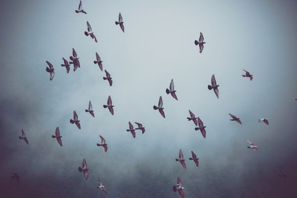پرواز پرندگان آزاد در آسمان ابری