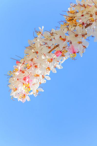 استفاده از تصویر تار برای پس‌زمینه گل صورتی و سفید روی درخت با پس‌زمینه آسمان آبی گل‌های cassia grandis در آسمان آبی
