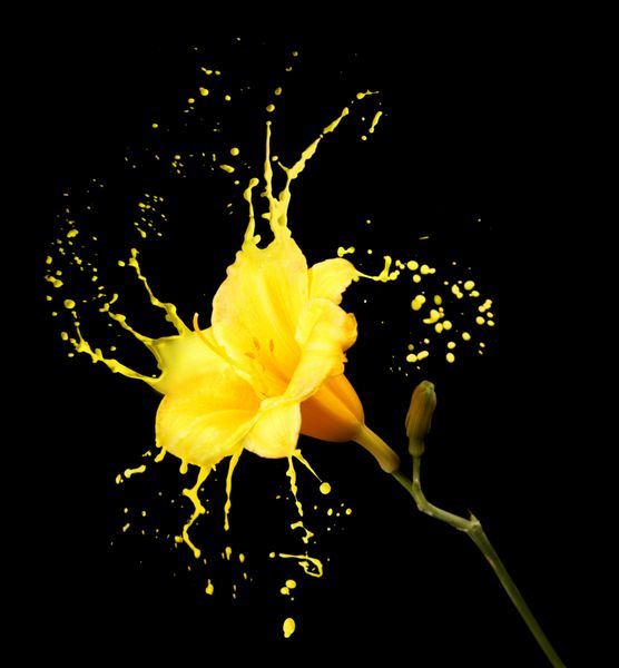 گل روشن با پاشش های زرد در پس زمینه سیاه