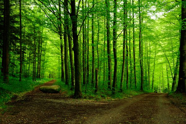 مسیر جنگلی با دو گزینه