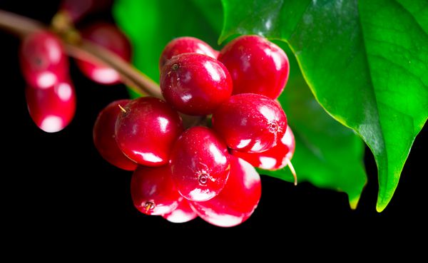 گیاه قهوه دانه های قهوه قرمز روی شاخه ای از درخت قهوه شاخه درخت قهوه با میوه های رسیده جدا شده در پس زمینه سیاه