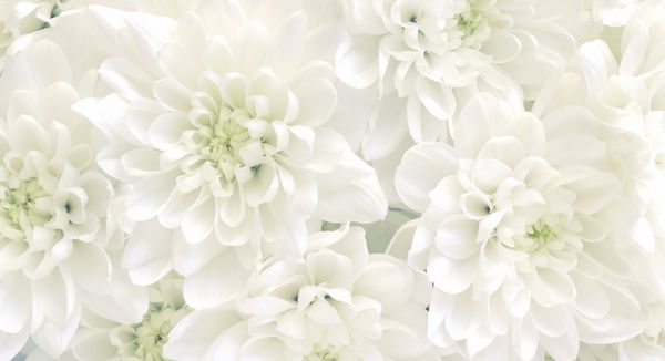 گلهای داودی سفید تصاویر نرم و کلیدی بالا