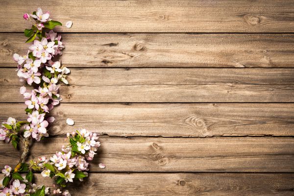 شاخه گل بهار در زمینه چوبی شکوفه های سیب
