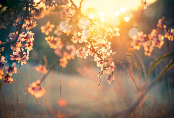 پس زمینه شکوفه های بهاری منظره زیبای طبیعت با درخت شکوفه و شعله خورشید روز آفتابی گل های بهاری باغستان زیبا پس زمینه تار انتزاعی فصل بهار