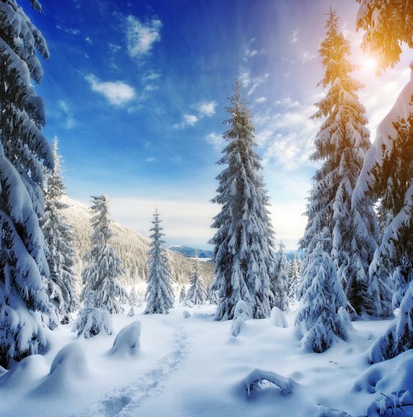 درختان با شکوه زمستانی که در آسمان آبی زیر نور خورشید می درخشند صحنه دراماتیک زمستانی موقعیت پارک ملی کارپات اوکراین اروپا پیست اسکی آلپ دنیای زیبایی افکت تونینگ اینستاگرام سال نو مبارک