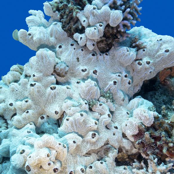 صخره مرجانی با اسفنج دریایی سفید بزرگ در انتهای دریای استوایی در پس‌زمینه‌ای از آب آبی زیر آب