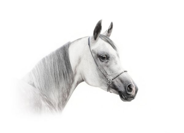 اسب خاکستری داپل عربی جدا شده روی یک اسب سفید