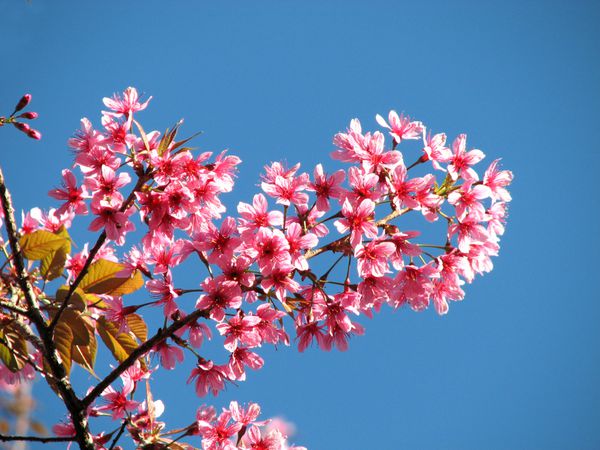 شکوفه های گیلاس در کوه شمال تایلند