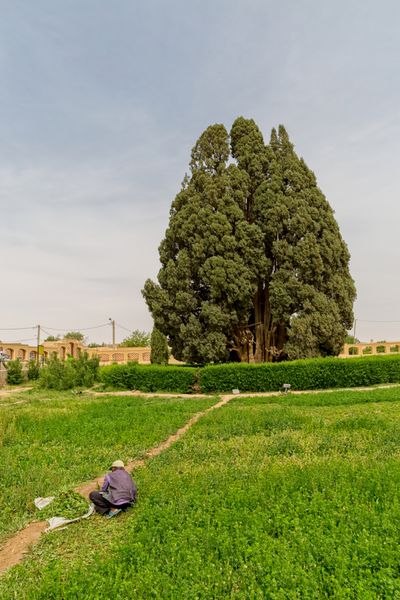 یزد ایران - 14 اردیبهشت 1394 ساکنی در حال برداشت علف سبز در مقابل درخت سرو کهنسال در آغو ثبت شده به عنوان یکی از قدیمی ترین درختان جهان