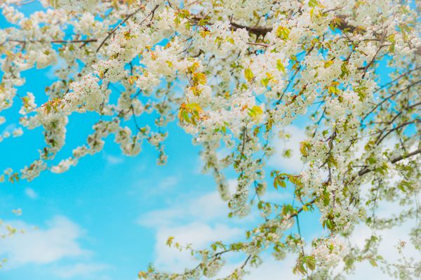 شکوفه دادن شاخه های درخت میوه تمرکز انتخابی پس زمینه طبیعت بهاری