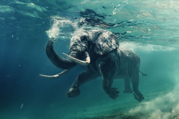 شنا کردن فیل در زیر آب فیل آفریقایی در اقیانوس با آینه ها و امواج در موج سواری در آب