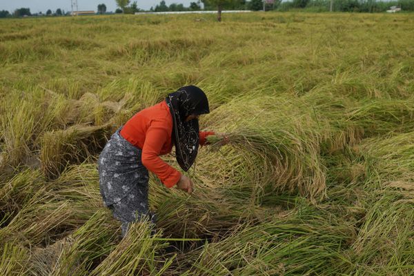 زنی که بر روی برداشت برنج در ایران کار می کند
